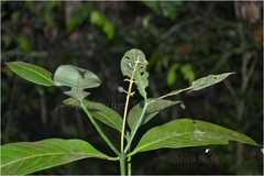 Psychotria adenophylla